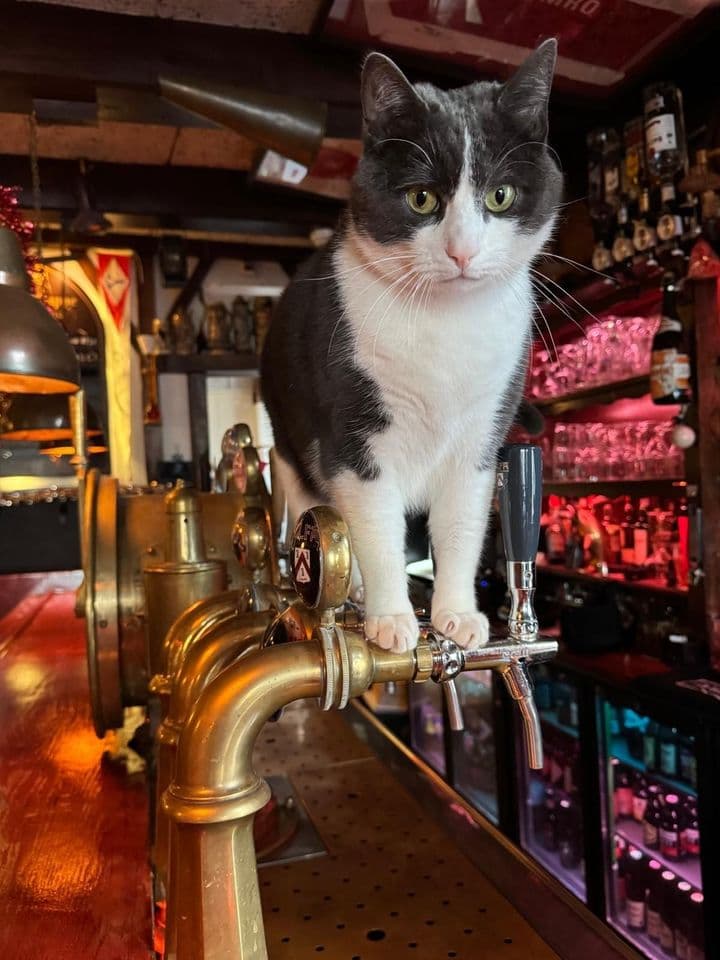 Kroegtijger Cafe Westerdok Amsterdam